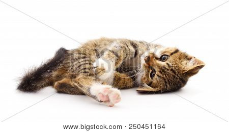 Small Brown Kitten On A White Background.