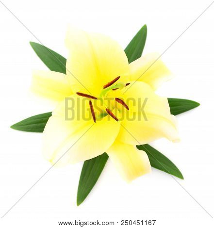 One Yellow Lily Isolated On White Background.