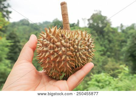 Durian Or Small Durian Or Hold Some Durian , Thai Durian