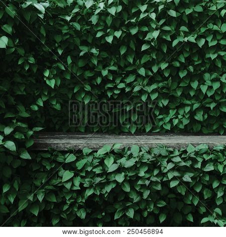 Syringa Vulgaris Common Lilac Plants Green Leaf Hedge Background, Old Aged Dark Gray Weathered Woode