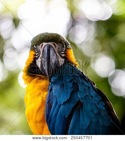 Blue And Yellow Macaw In A Natural Park In Cartagena, Colombia