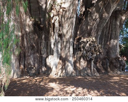 Stoutest Trunk Of The World Of Large Montezuma Cypress Tree At Santa Maria Del Tule City In Mexico A