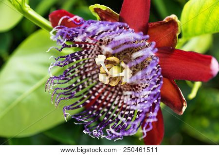 Blooming Passion Flower With Red Bloom - Passiflora - On Green Leaves, Orotava, Tenerife, Spain