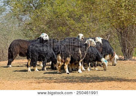 Arabian Nadji - domestic sheep breed of the Najd region of the Arabian Peninsula