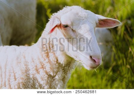 Sheep Grazing On A Green Grass, Head Closeup. A Lamb Head Portraiture On A Grass Field.