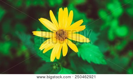 Heliopsis Helianthoides One Yellow Flower Background. Perennial Close-up. Similar To The Yellow Dais