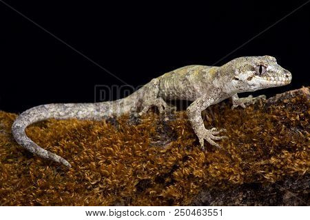 The Forest Gecko (mokopirirakau Granulatus) Is A Species Of Gecko. Granulatus Refers To The Granular