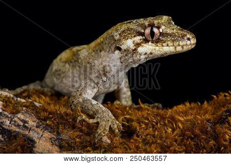 The Forest Gecko (mokopirirakau Granulatus) Is A Species Of Gecko. Granulatus Refers To The Granular