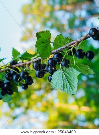 Beautiful, Delicious Blackcurrant Berries On A Branch