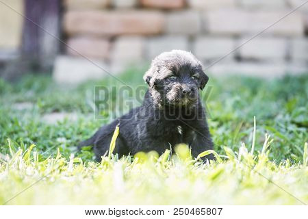Sarplaninac Dog Puppy Isolated On Garden Grass. Dog In Garden. Pet Background