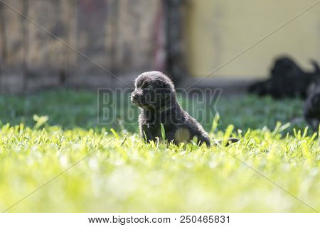 sarplaninac dog puppy isolated on garden grass. dog in garden. pet background
