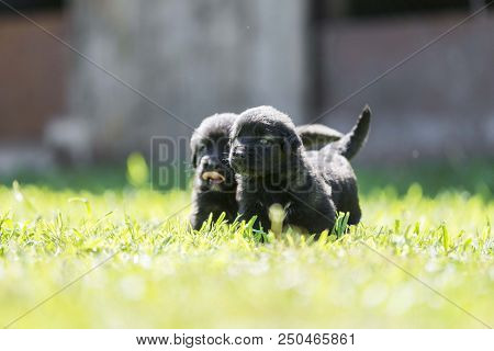 Sarplaninac Dog Puppy Isolated On Garden Grass. Dog In Garden. Pet Background