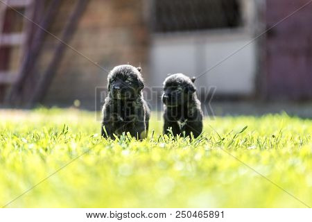 sarplaninac dog puppy isolated on garden grass. dog in garden. pet background