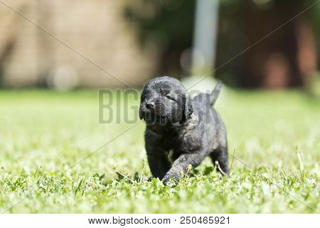 sarplaninac dog puppy isolated on garden grass. dog in garden. pet background