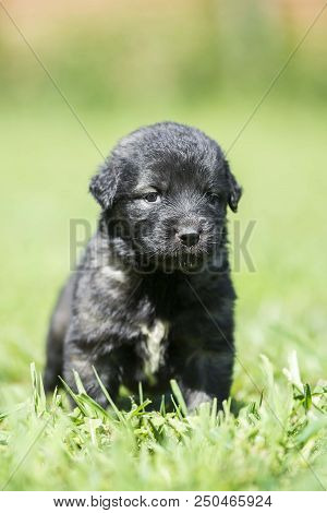Sarplaninac Dog Puppy Isolated On Garden Grass. Dog In Garden. Pet Background