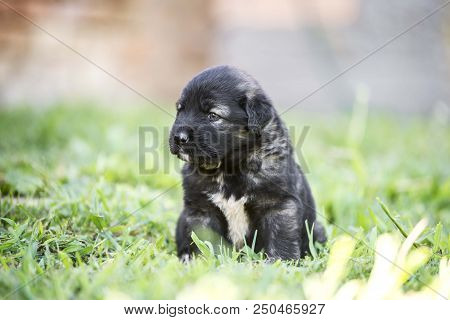 sarplaninac dog puppy isolated on garden grass. dog in garden. pet background