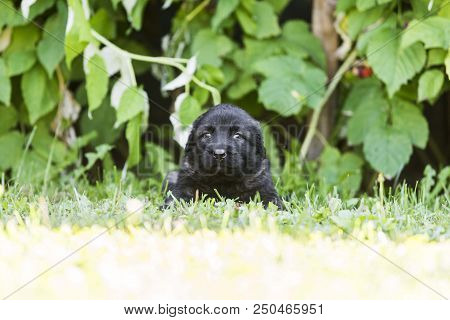 sarplaninac dog puppy isolated on garden grass. dog in garden. pet background