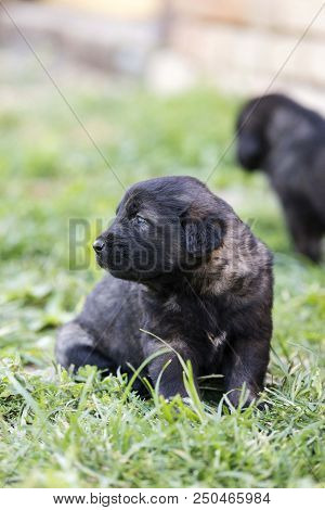sarplaninac dog puppy isolated on garden grass. dog in garden. pet background