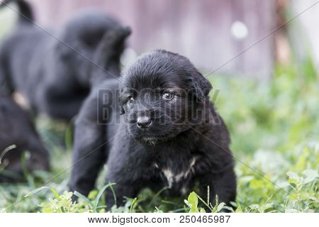 Sarplaninac Dog Puppy Isolated On Garden Grass. Dog In Garden. Pet Background