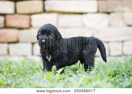 Sarplaninac Dog Puppy Isolated On Garden Grass. Dog In Garden. Pet Background