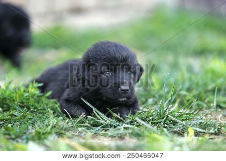 sarplaninac dog puppy isolated on garden grass. dog in garden. pet background