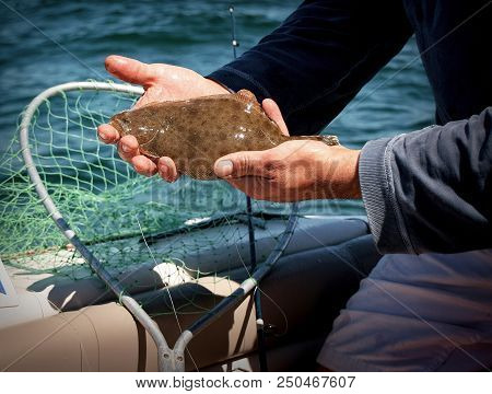 Baby Fluke Caught On Boat In Jones Beach Ny. Catch And Release, It Was Too Small.