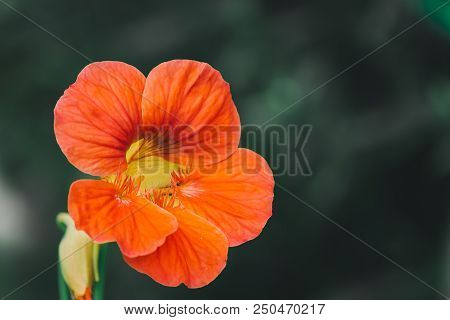 Beauty In Macro Photography Of Nature And Plants