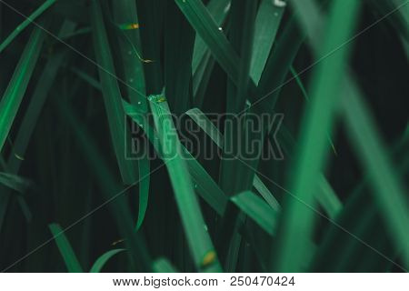 Beautiful Green Grass On Summer Day And Evening