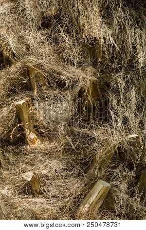 Close-up Of Natural Brown Palm Fibres Of A Palm Tree In The Sunlight.
Natural Plant Fibres Of A Palm