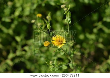 Small Fleabane Yellow Flower - Latin Name - Pulicaria Vulgaris