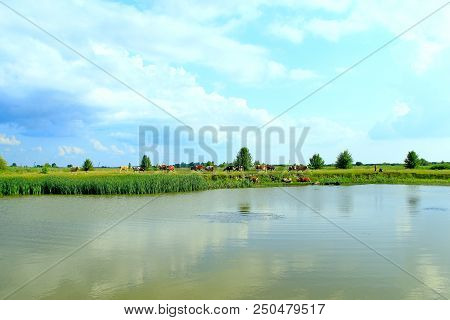 Landscape With Lake Surrounded With Cane. Brushwood Of Rush In Lake. Beautiful Natural Landscape Wit