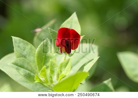 Flower Of An Asparagus-pea (tetragonolobus Purpureus)
