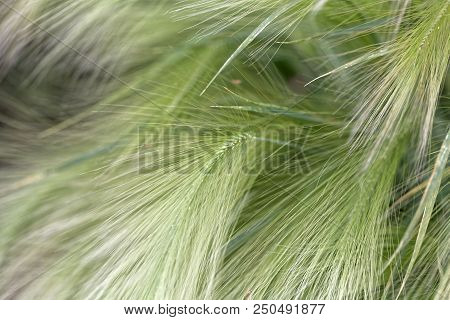 Spikes Of Foxtail Barley (hordeum Jubatum)
