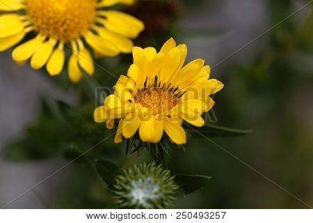 Flower Of A Hairy Gumplant (grindelia Hirsutula)