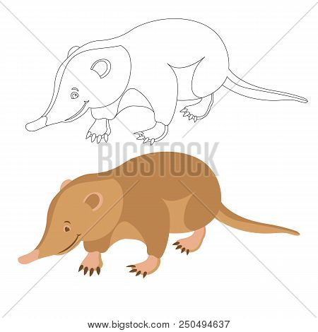 Cuban Solenodon Animal Vector Illustration Flat Style Set
