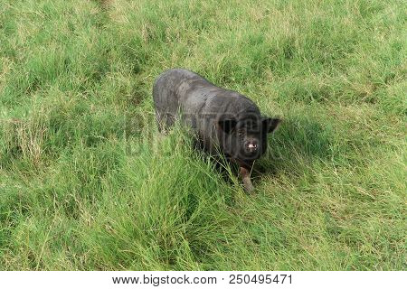 Grignan, France - July 16, 2018: Photography Showing A Black Pig. The Photography Was Taken From The