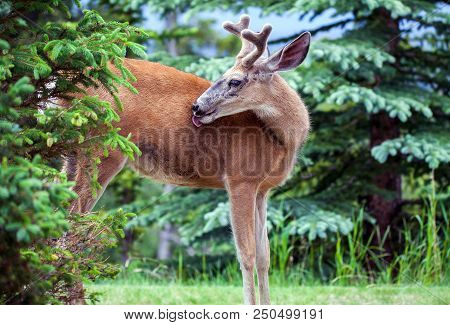 Whitetail Deer In Banff National Park Alberta Canada