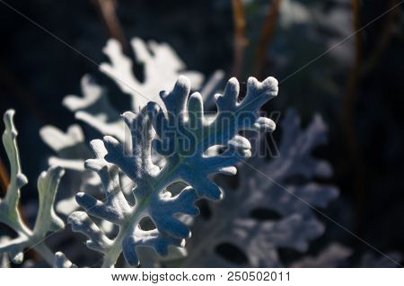 Cineraria Maritima Or Senecio Cineraria. Dusty Miller Plant Or Jacobaea Maritima. Silver Dust In The