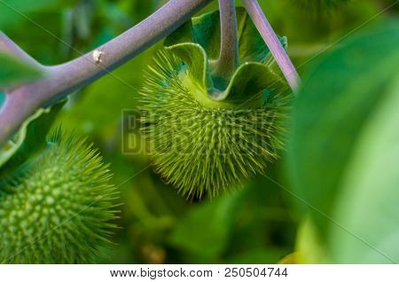 Devil's Trumpet, Datura Metel, In The Garden, Close Up.