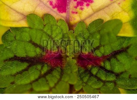 Red And Green Leaves Of The Coleus Plant, Plectranthus Scutellarioides, Close Up.
