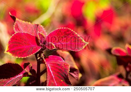 Red And Green Leaves Of The Coleus Plant, Plectranthus Scutellarioides, Close Up.