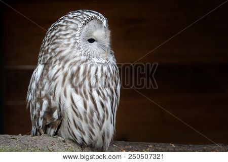 Ural Owl (strix Uralensis). Nocturnal Owl On Black Background