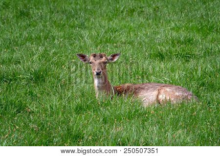 Fallow Deer (dama Dama), Female Fallow Deer In A Meadow