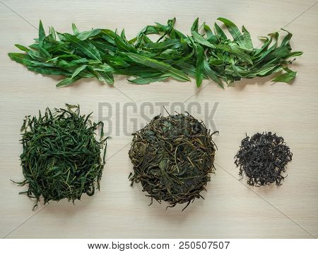 Stages Of Production Of Fermented Tea Leaves. Fermented Ivan-tea