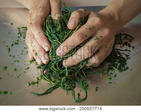 Fermentation Process Of Tea Leaves. Manual Production Koporye Tea - Ivan Tea