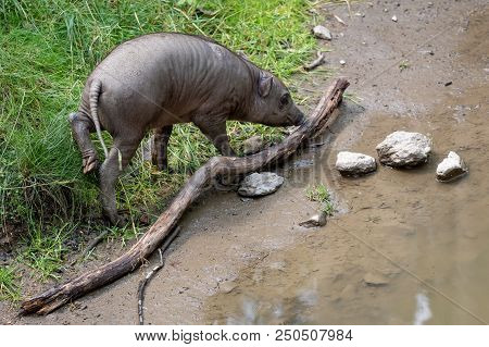Babirusa Celebes (babyrousa Babyrussa) Endangered Animal Species. Young Piglet Buru Bairusa.