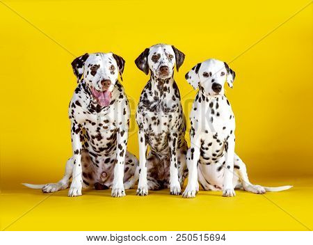 Three Dalmatians Dogs Sitting In A Yellow Background