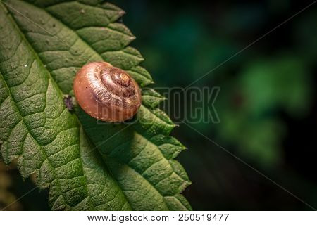 Snail Close-up On A Flower Plant Macro Photo