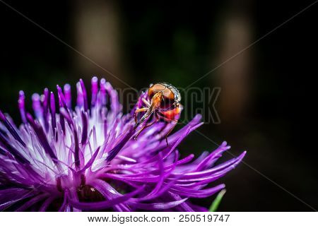 A Macro, Close Up Photo Of A Fly Resting On A Green Plant Leaf In A Garden