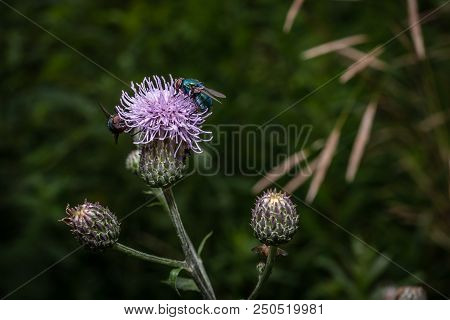 A Macro, Close Up Photo Of A Fly Resting On A Green Plant Leaf In A Garden